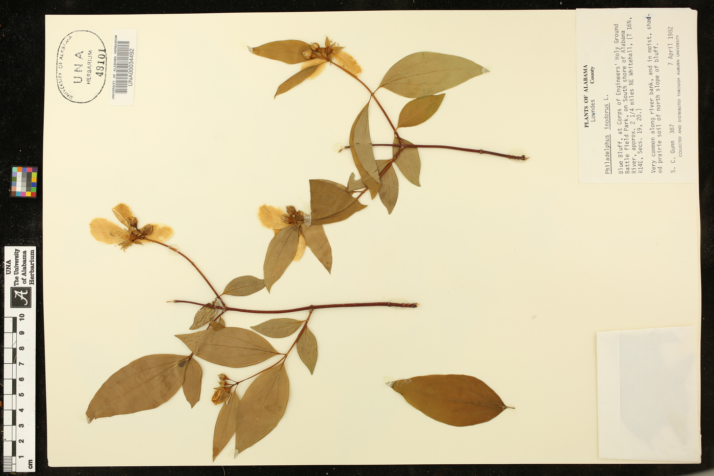 Philadelphus inodorus image