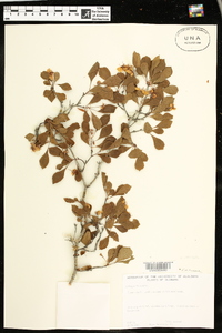 Crataegus flava image