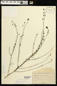 Agalinis pulchella image
