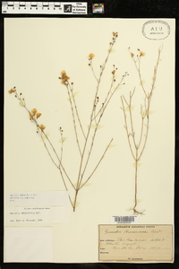 Agalinis obtusifolia image