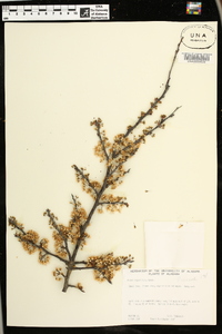 Prunus angustifolia image