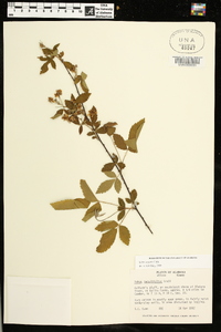 Rubus argutus image