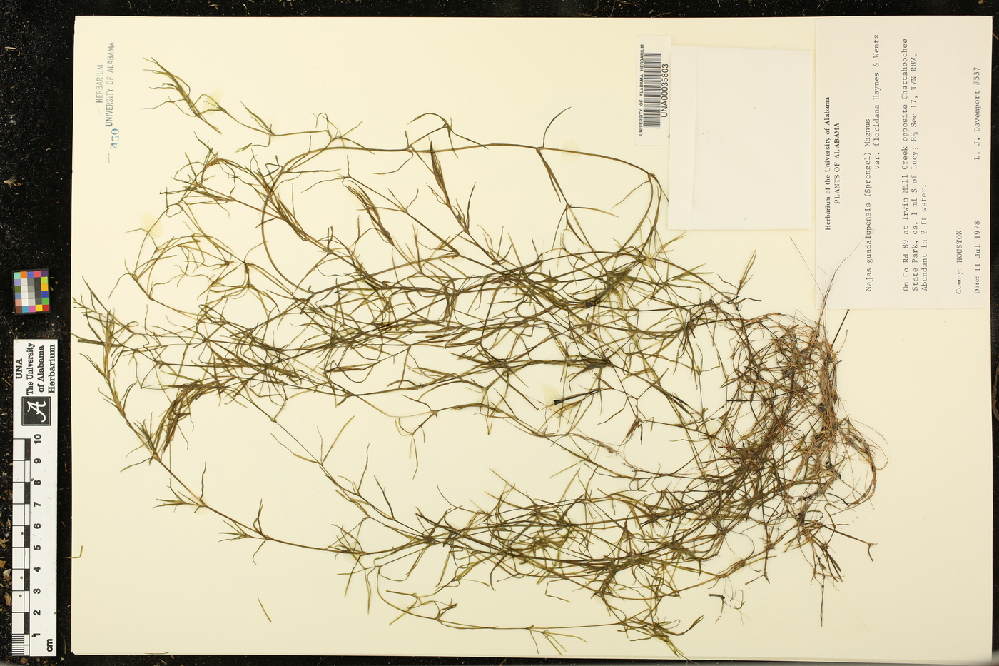 Najas guadalupensis var. floridana image