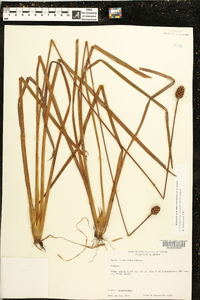 Xyris laxifolia image