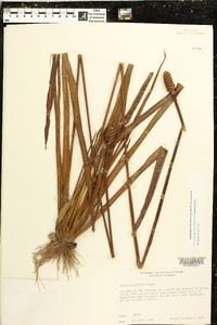 Xyris laxifolia var. iridifolia image