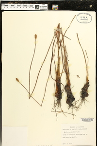 Xyris caroliniana image