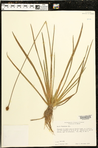 Xyris fimbriata image