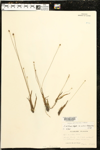 Xyris difformis var. curtissii image