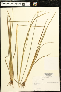 Xyris jupicai image