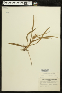 Tradescantia hirsuticaulis image