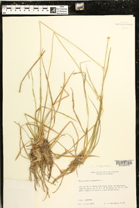 Eriocaulon decangulare image