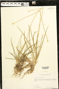 Eriocaulon decangulare image