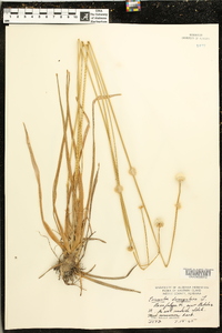 Eriocaulon decangulare image