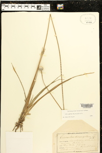 Eriocaulon decangulare image