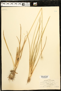 Eriocaulon decangulare image