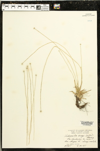 Lachnocaulon anceps image