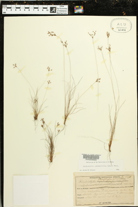 Bulbostylis ciliatifolia image