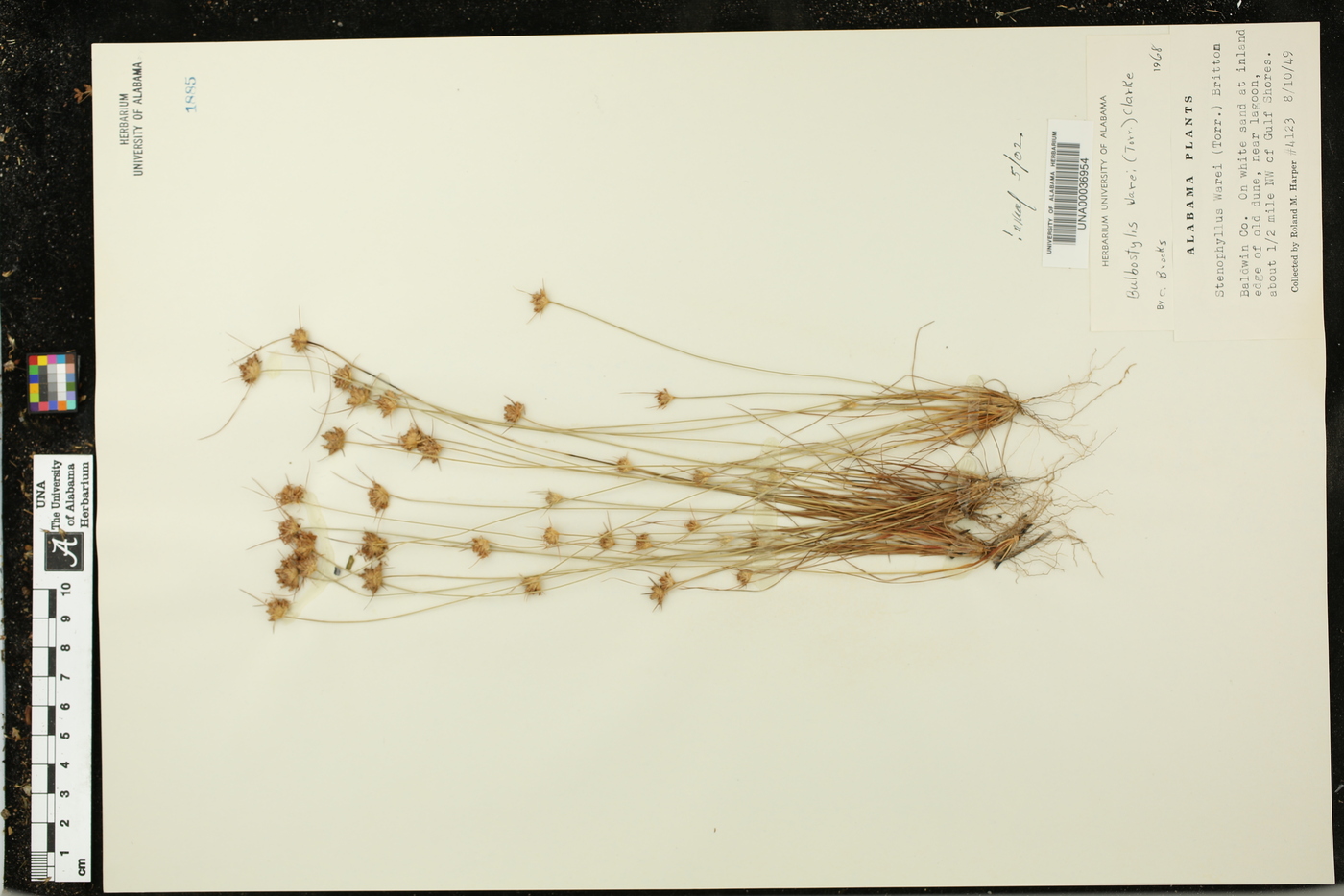 Bulbostylis warei image