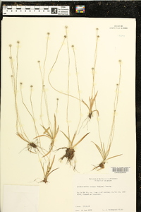 Lachnocaulon anceps image