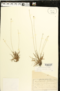 Lachnocaulon anceps image