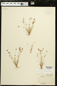 Bulbostylis barbata image