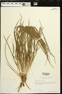 Carex abscondita image