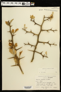 Poncirus trifoliata image