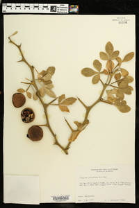 Poncirus trifoliata image