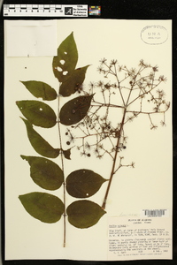 Aralia spinosa image