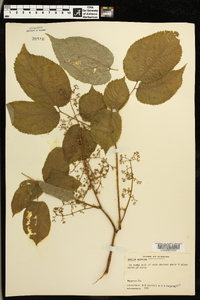 Aralia spinosa image