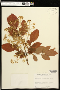 Aralia spinosa image