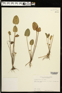 Centella asiatica image