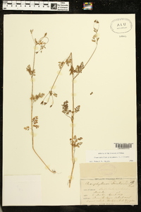 Chaerophyllum procumbens image