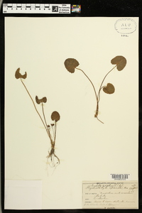 Centella asiatica image