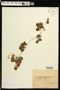 Centella asiatica image