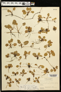 Centella asiatica image