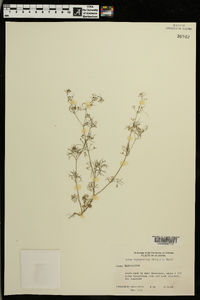 Cyclospermum leptophyllum image