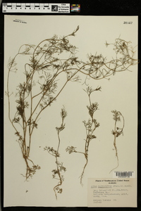 Cyclospermum leptophyllum image