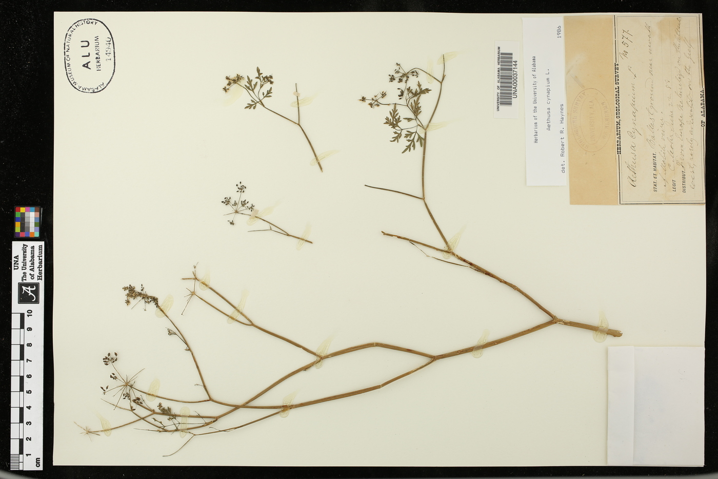 Aethusa cynapium image