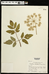 Angelica venenosa image