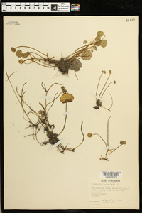 Hydrocotyle umbellata image