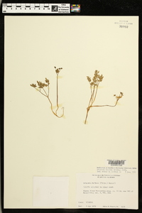 Erigenia bulbosa image