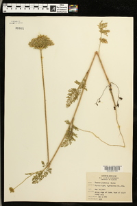 Daucus pusillus image