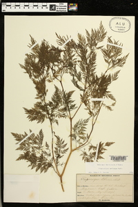 Trepocarpus aethusae image