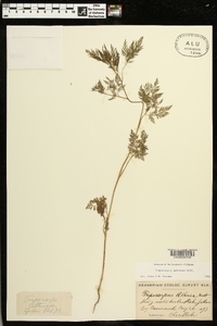 Trepocarpus aethusae image