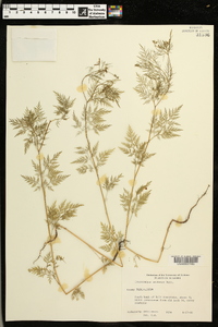 Trepocarpus aethusae image