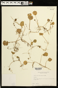 Hydrocotyle verticillata image