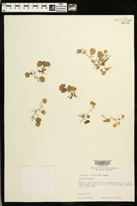 Hydrocotyle verticillata image