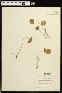 Hydrocotyle verticillata image