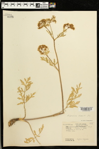 Polytaenia nuttallii image